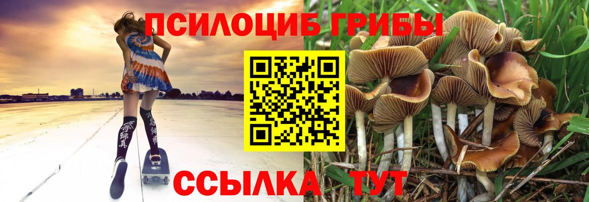 магазин  наркотиков  Псилоцибиновые грибы GOLDEN TEACHER  Вход с VPN  Нерюнгри 